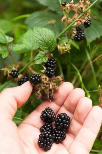Wild Treasure Thornless Trailing Blackberry 3 Wild Treasure Thornless Trailing Blackberry