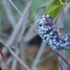 Blue Elderberry