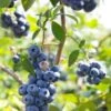 Alpha Misty Blueberry -Alpha Shop shutterstock 1195250830 1