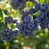 Darrow Blueberry -Alpha Shop shutterstock 1195256659