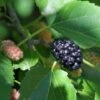 Wellington Mulberry -Alpha Shop shutterstock 1199642386