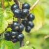 Titania Black Currant -Alpha Shop shutterstock 1454867285
