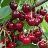 Danube Cherry -Alpha Shop shutterstock 1455581603
