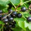 Ben More Black Currant -Alpha Shop shutterstock 1482109526