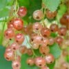 Pink Champagne Currant -Alpha Shop shutterstock 1485591821