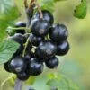 Minaj Smyriou Black Currant -Alpha Shop shutterstock 1497701447