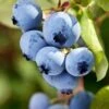 Alpha Burgundy Maine Blueberry -Alpha Shop shutterstock 156414977 1