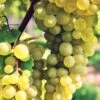 Interlaken Seedless Grape -Alpha Shop shutterstock 228403507