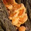 Chicken Of The Woods Mushroom Dowels (100) 1 Chicken Of The Woods Mushroom Dowels (100) -Alpha Shop shutterstock 228756181