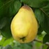 Van Deman Quince -Alpha Shop shutterstock 279878615