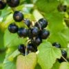 Otelo Black Currant -Alpha Shop shutterstock 288370247