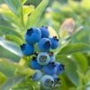 Blueray Blueberry -Alpha Shop shutterstock 304755110 1