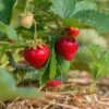 Benton Strawberry -Alpha Shop shutterstock 430640533