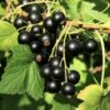Wellington XXX Black Currant -Alpha Shop shutterstock 49241371
