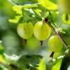 Whitesmith Gooseberry 1 Whitesmith Gooseberry -Alpha Shop shutterstock 554664052
