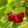 Glacier Cherry -Alpha Shop shutterstock 559155565
