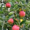 Foxwhelp Cider Apple -Alpha Shop shutterstock 585414392