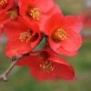 Super Fusion Flowering Quince -Alpha Shop shutterstock 599712029