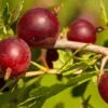 Hinnomaki Red Gooseberry -Alpha Shop shutterstock 619589141 1