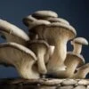 Oyster Mushroom Dowels (100) -Alpha Shop shutterstock 621495956 1