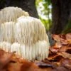 Lion's Mane Mushroom 100 Dowels -Alpha Shop shutterstock 742473607