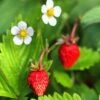 Mignonette Strawberry -Alpha Shop shutterstock 79496968