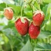 Eversweet Strawberry Bundle (3 Packs) -Alpha Shop shutterstock 79541821 1d8a6bb2 21ef 4e8d 9f7f 3f2f779f59e6