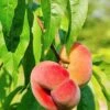 Saturn Peach -Alpha Shop shutterstock 81081247