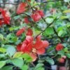 Victory Flowering Quince -Alpha Shop shutterstock image