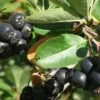 Nero Aronia -Alpha Shop shutterstock image 12 1
