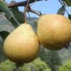 Hendre Huffcapp European Perry Pear 1 Hendre Huffcapp European Perry Pear -Alpha Shop shutterstock image 17