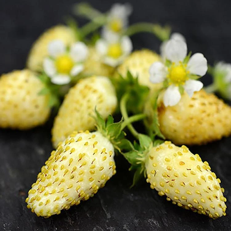 Yellow Alpine Strawberry 3 Yellow Alpine Strawberry