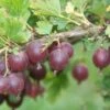 Jeanne Gooseberry -Alpha Shop shutterstock image 2