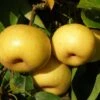 Kikisui Asian Pear -Alpha Shop shutterstock image 2 1