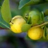 Lemon Guava -Alpha Shop shutterstock image 81 1