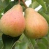 Stuttgarter Geishirtle European Pear -Alpha Shop shutterstock image 9 1