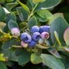 Bushel And Berry® Silver Dollar® Blueberry -Alpha Shop sildol