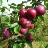Honeycrisp And Spartan Apple Bundle (3 Trees) -Alpha Shop spartan apple tree p94 984 zoom 1024x1024 b9308095 4f6d 4618 af72 d48accb7619a