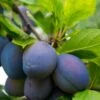 Combo European Plum Tree (4 Varieties) -Alpha Shop stanley plum 2