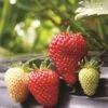 Albion Strawberry Bundle (3 Packs) -Alpha Shop strawberries e401 albion 1 99305b6d ae90 4c64 8d2f f071d1c25fc1
