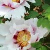 Paeonia Suffruticosa Peony -Alpha Shop suffruticosa