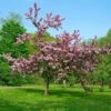 Thundercloud Flowering Plum -Alpha Shop thundercloud flowering plum 1