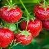 Tillamook Strawberry -Alpha Shop tillamook strawberries