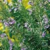 Tuscan Blue Rosemary