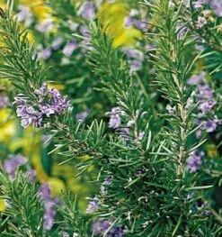 Tuscan Blue Rosemary