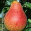 Combo European Pear Tree (4 Varieties) -Alpha Shop ubileen pear
