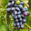 Venus Seedless Grape -Alpha Shop venus grape 1