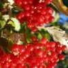 Ukraine Highbush Cranberry -Alpha Shop viburnum opulus 1