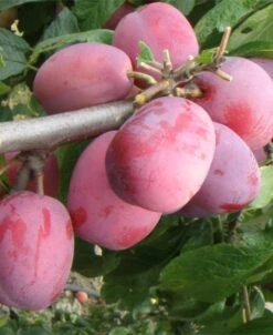 Victoria European Plum