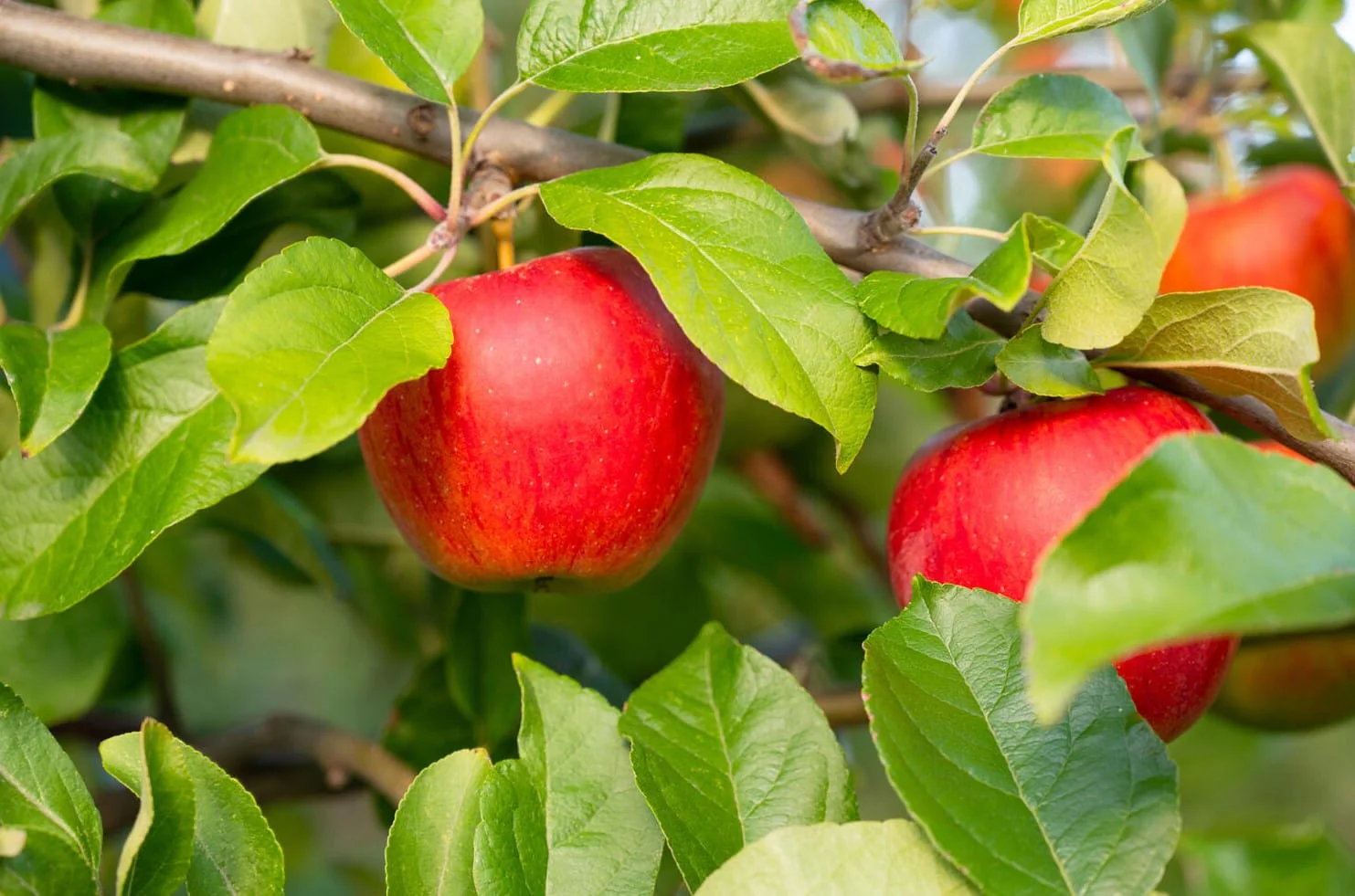 Alpha Shop -Alpha Shop honey crisp apple tree zone